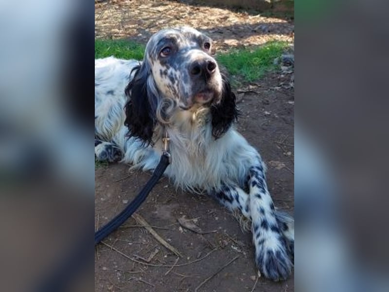 Matteo - feiner junger Setter-Mix