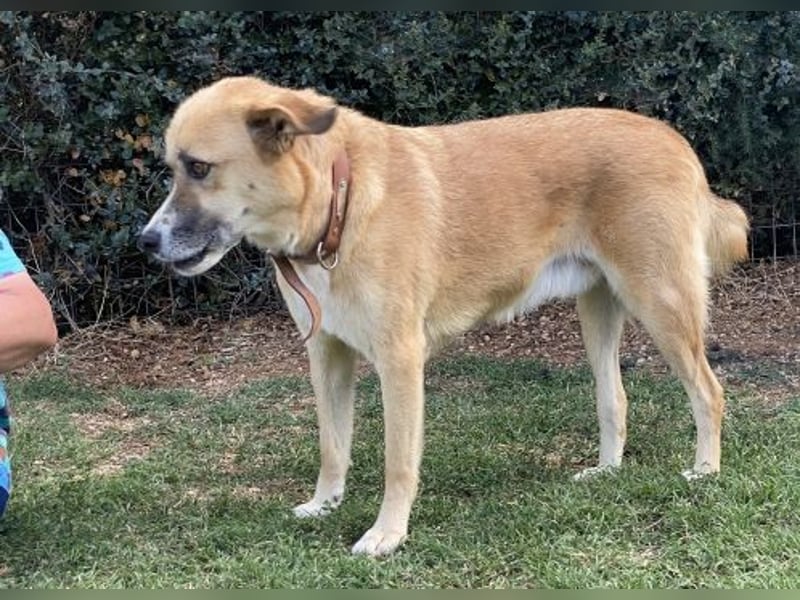 Sanfter Milo sucht ein liebevolles Zuhause für immer ❤️