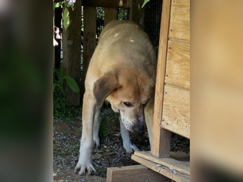 Freundlicher Kleon sucht einen warmen Seniorenplatz