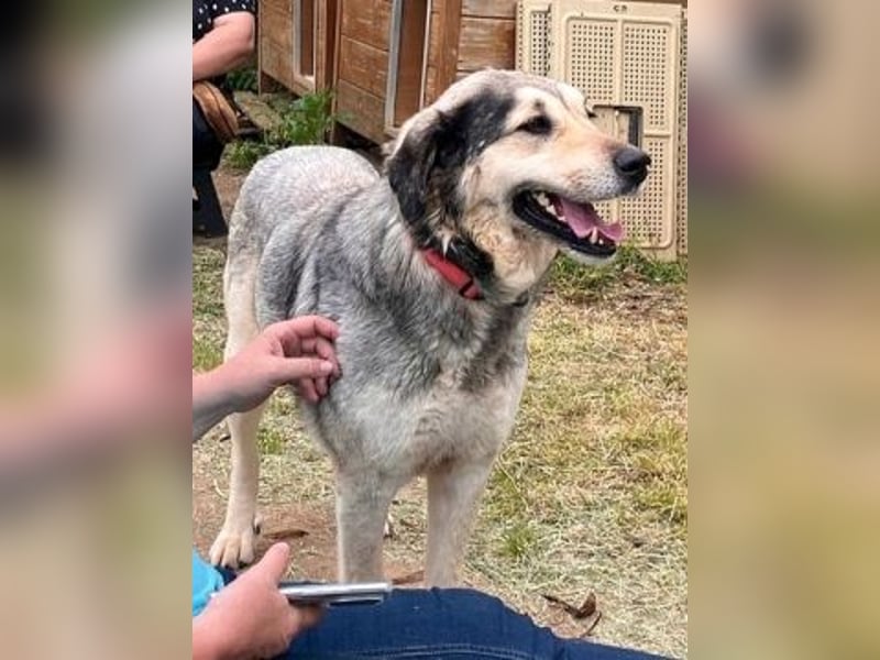 Herzenshund Martina sucht Ihre Menschen