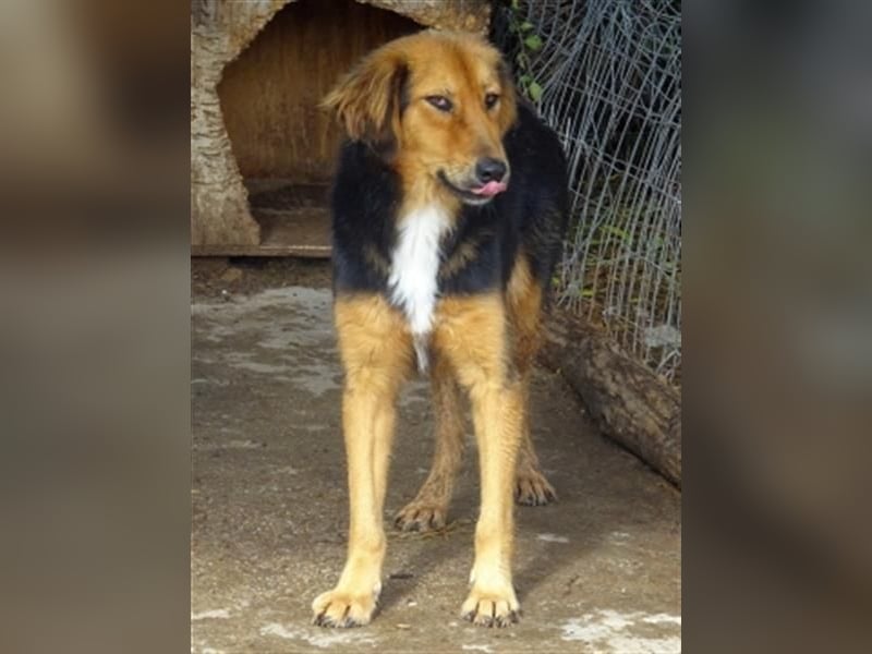 Foureira - bezauberndes Hundemädchen sucht ihre Familie