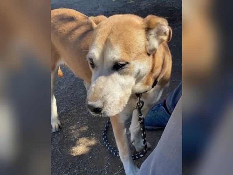 Nala - liebe sanfte Hündin