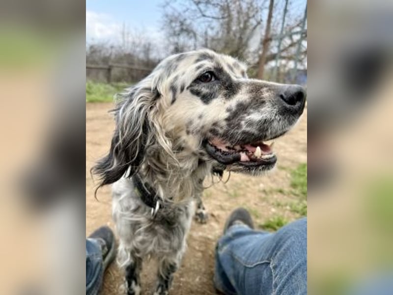 Elvira - treue Settermix Hündin sucht dich