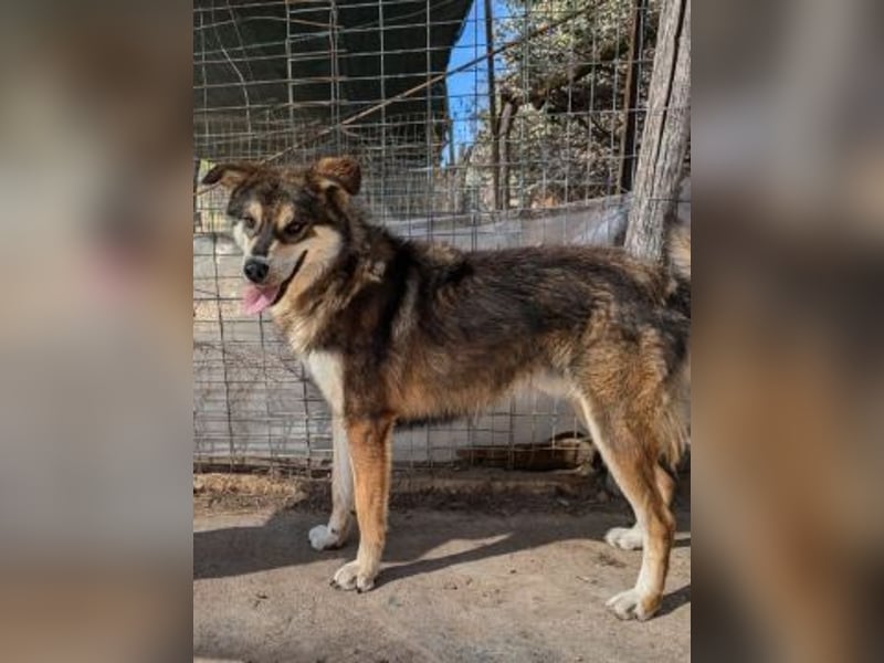 Kyros - ein Herz auf 4 Pfoten