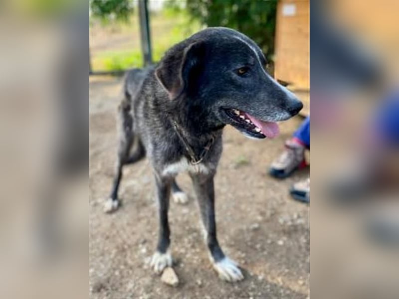 Vital - eine sanfte Seele wartet auf sein Glück