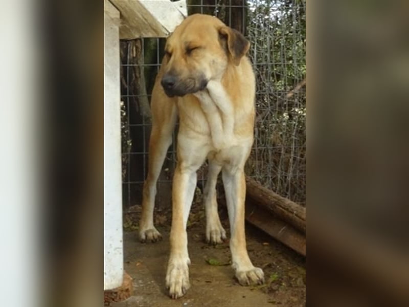 Zurückhaltender Erny sucht Familienanschluss