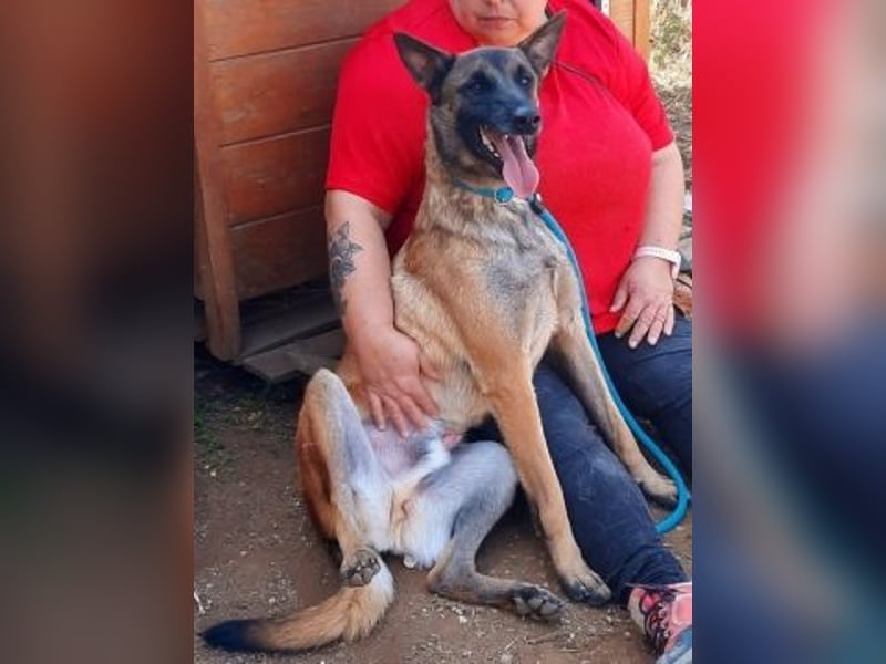 Zorro - liebevoller, menschenbezogener Rüde sucht Zuhause