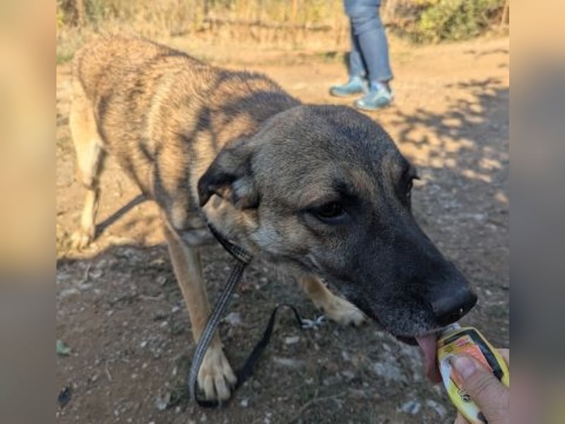 Freundliche Kyra sucht ihr Glück