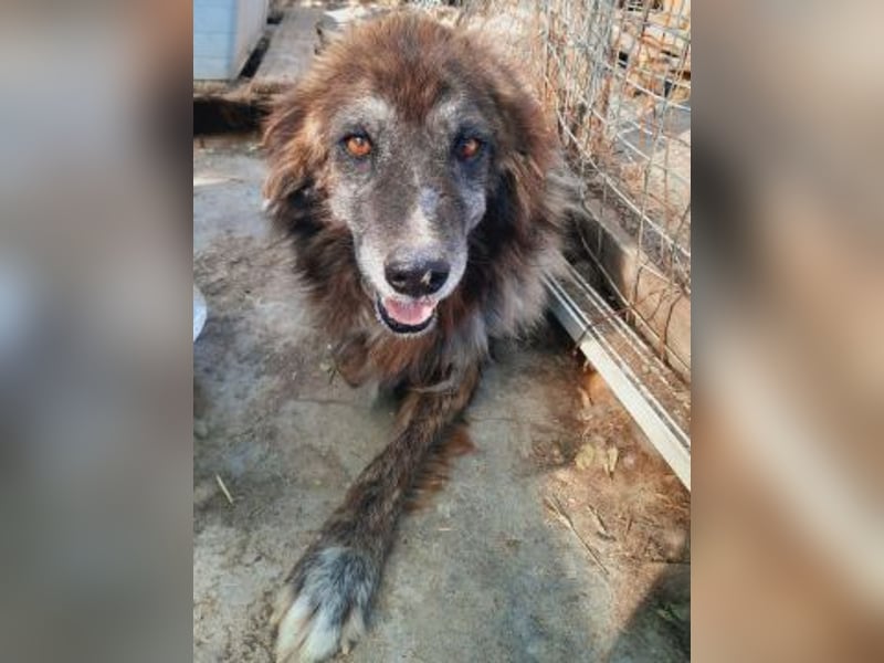 freundlicher Jovan wartet in 28857 Syke