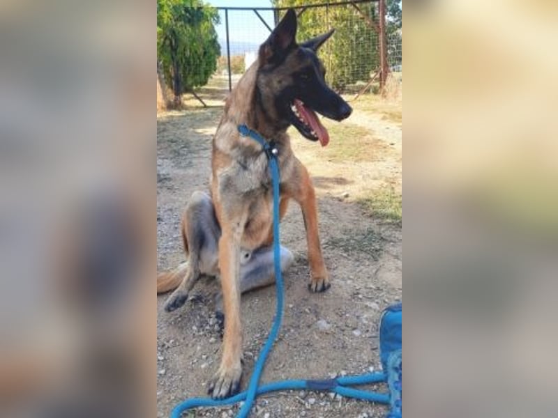 Zorro - liebevoller, menschenbezogener Rüde sucht Zuhause