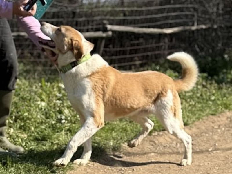 Freundlicher Frankie sucht seine Familie