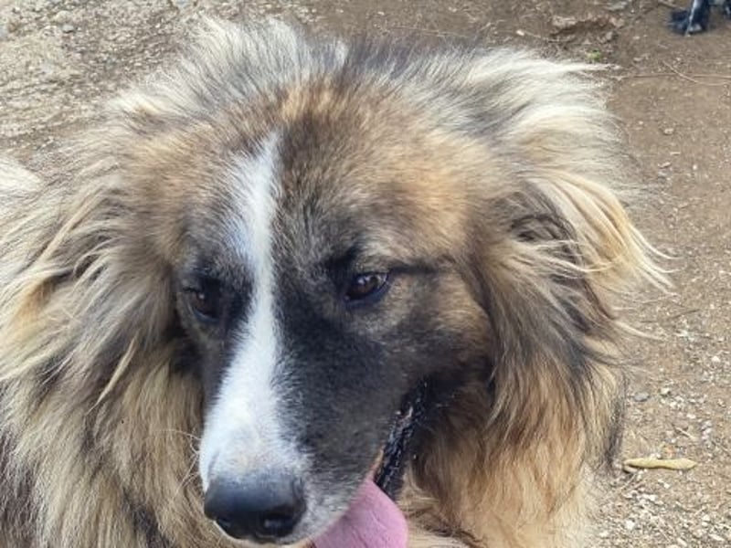 Panagos sucht Zuhause mit Arbeitsauftrag