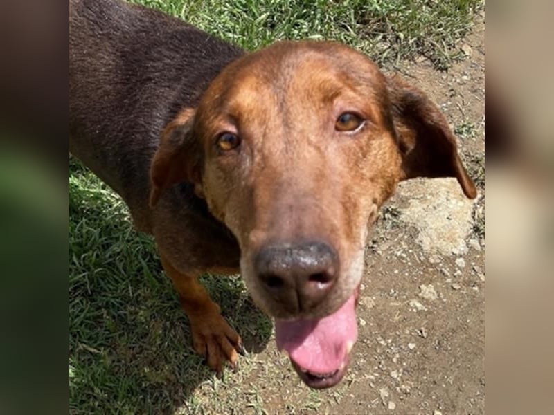 Sanfte Lizoula - Herzenshund mit trauriger Vergangenheit sucht warmes Plätzchen