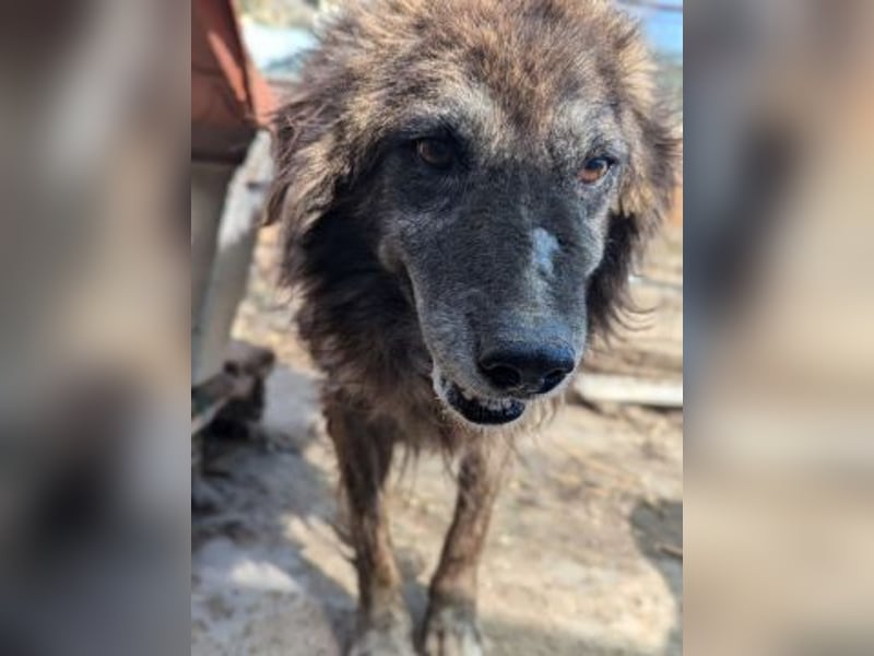 freundlicher Jovan wartet in 28857 Syke