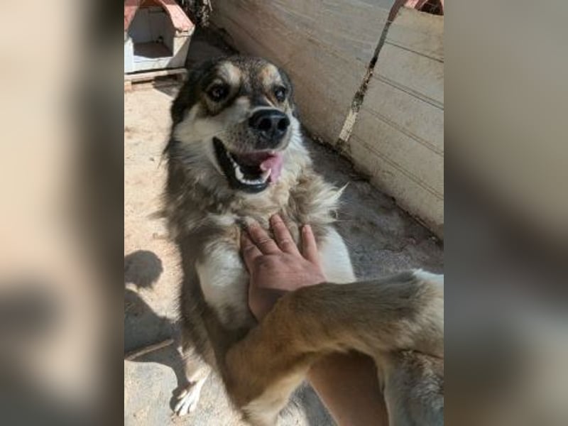 Kyros - ein Herz auf 4 Pfoten