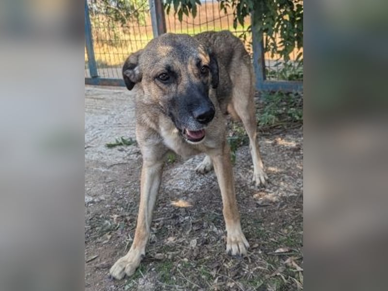 Freundliche Kyra sucht ihr Glück