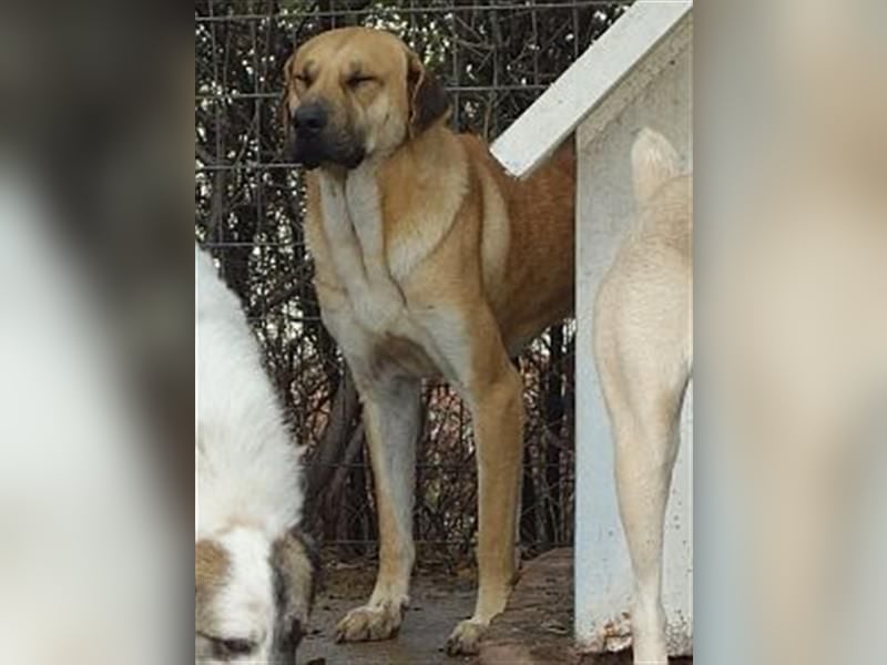 Zurückhaltender Erny sucht Familienanschluss