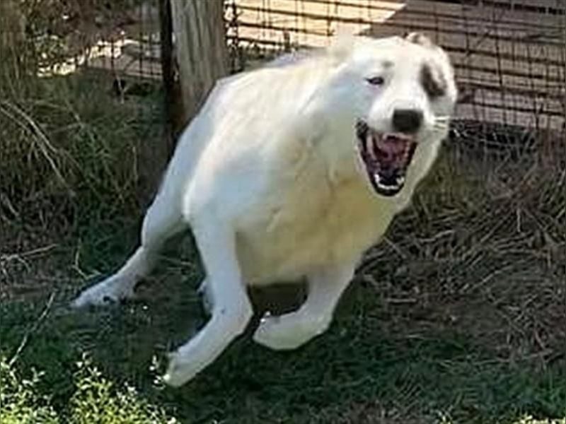 Aroma - eine sanfte Seele wartet auf ihr Glück