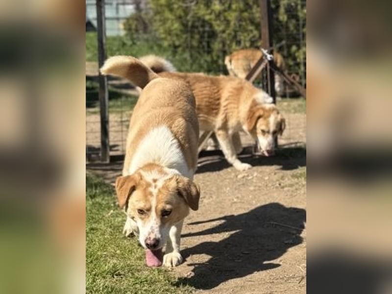 Freundlicher Frankie sucht seine Familie