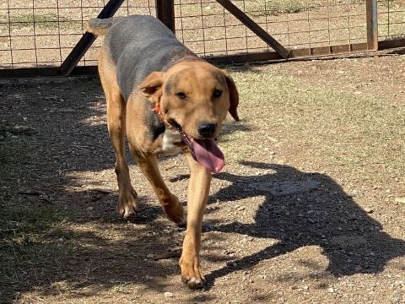 Kitsos - lieber Rüde sucht sein Glück