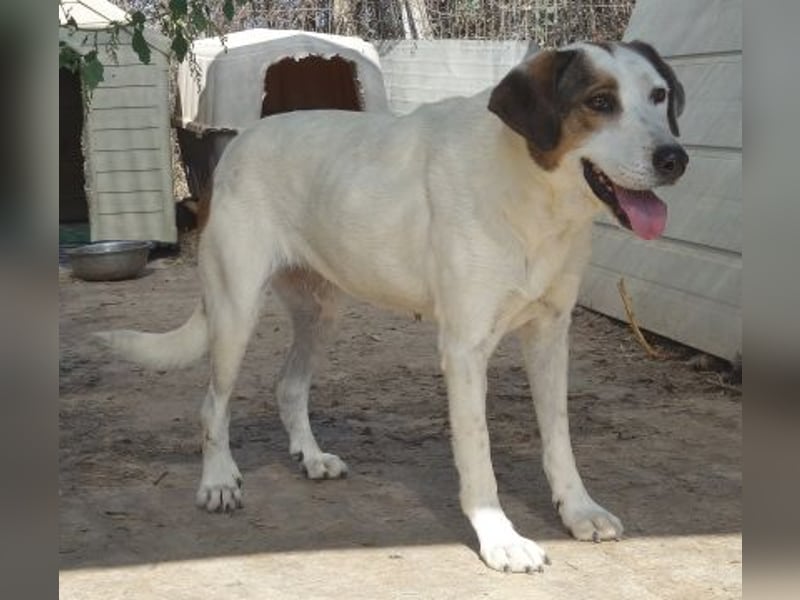 Alaska - ruhiges, verträgliches Hundemädchen