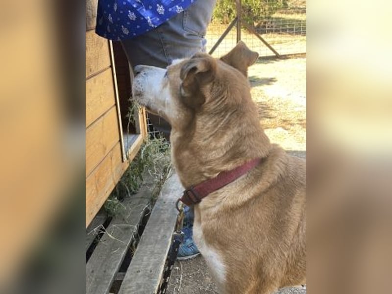 Nala - liebe sanfte Hündin