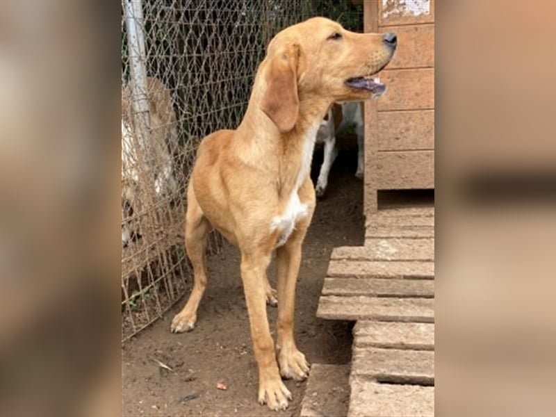 Herzensbrecher Loki sucht Familienanschluss