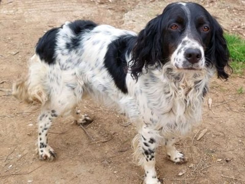 Serafina- schmusige Setter-Mix-Hündin liebt Mensch und Tier