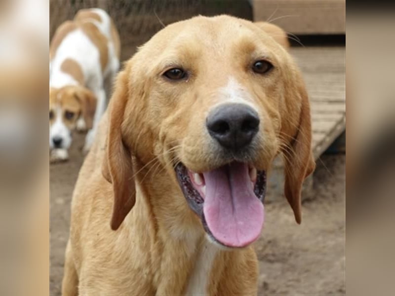 Herzensbrecher Loki sucht Familienanschluss