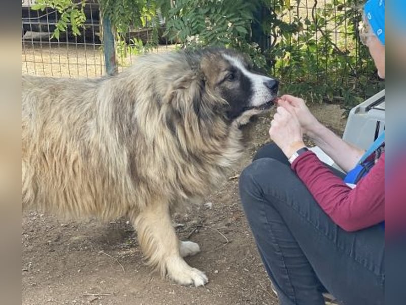 Panagos sucht Zuhause mit Arbeitsauftrag