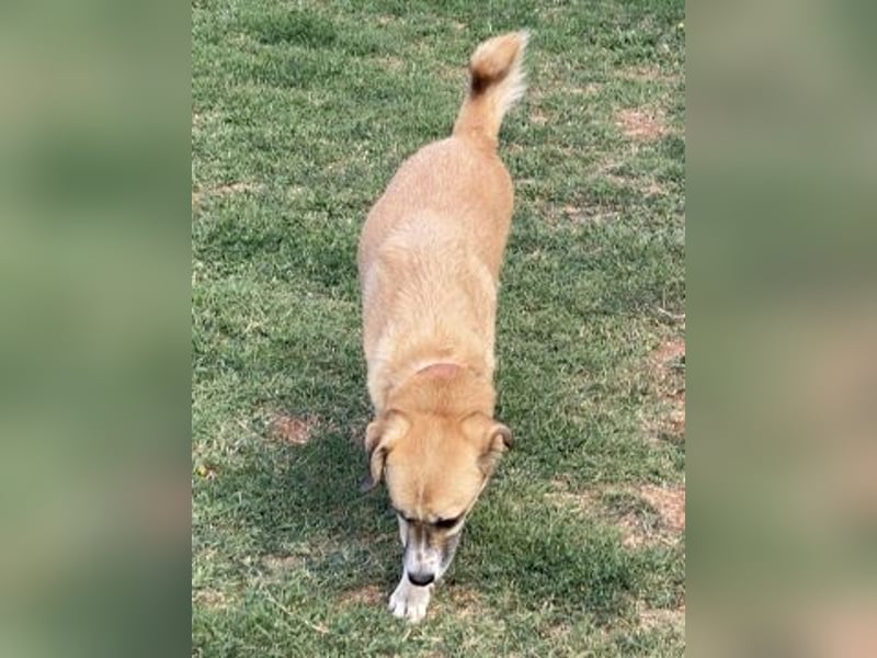 Sanfter Milo sucht ein liebevolles Zuhause für immer ❤️
