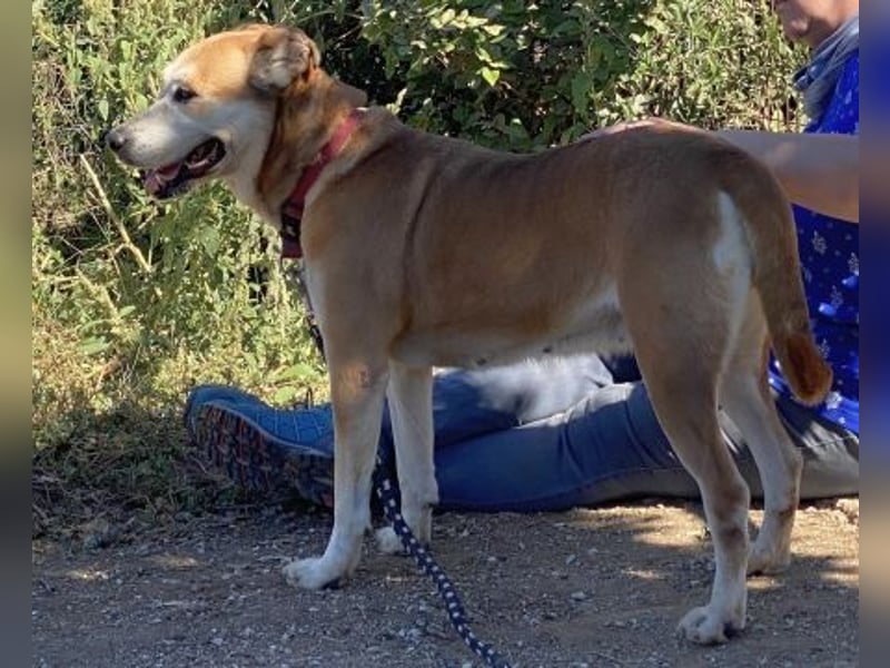 Nala - liebe sanfte Hündin