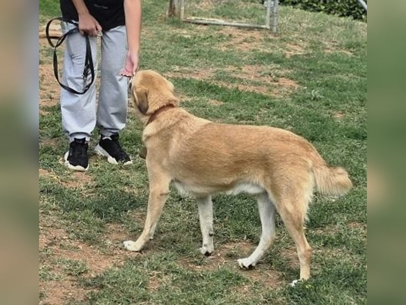 Sanfter Milo sucht ein liebevolles Zuhause für immer ❤️