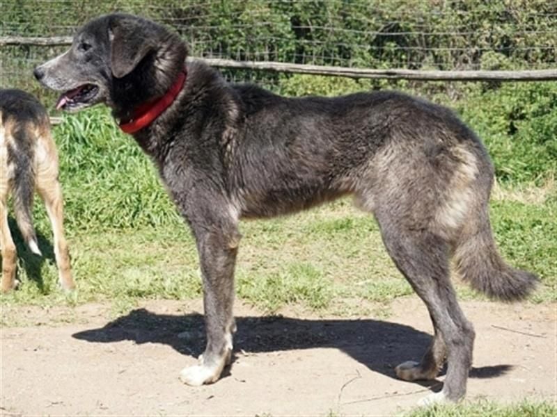 Vital - eine sanfte Seele wartet auf sein Glück