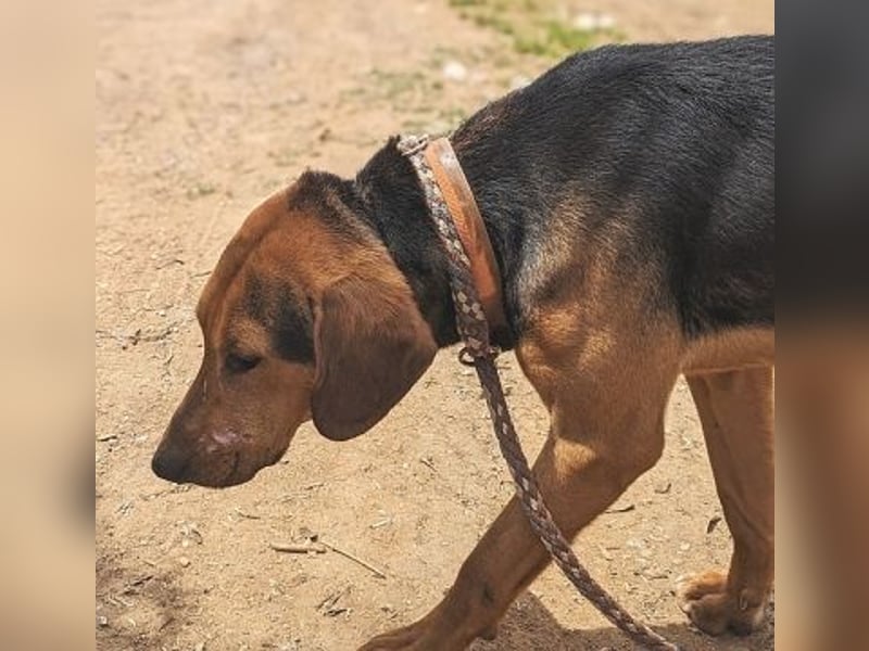 Kitsos - lieber Rüde sucht sein Glück