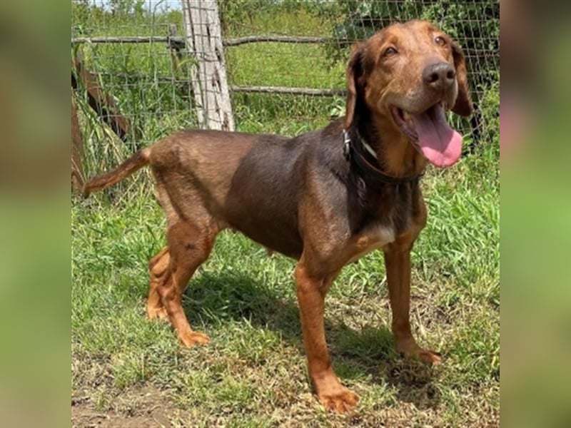 Sanfte Lizoula - Herzenshund mit trauriger Vergangenheit sucht warmes Plätzchen