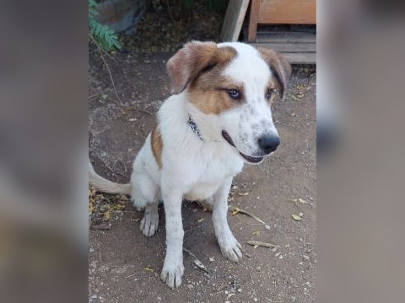 Freundlicher CLIFF - ein Herz auf 4 Pfoten