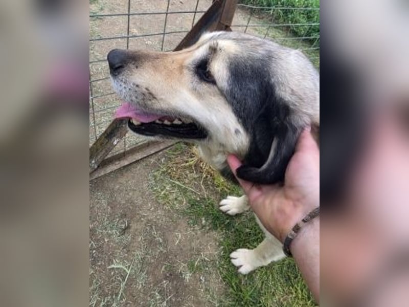 Herzenshund Martina sucht Ihre Menschen