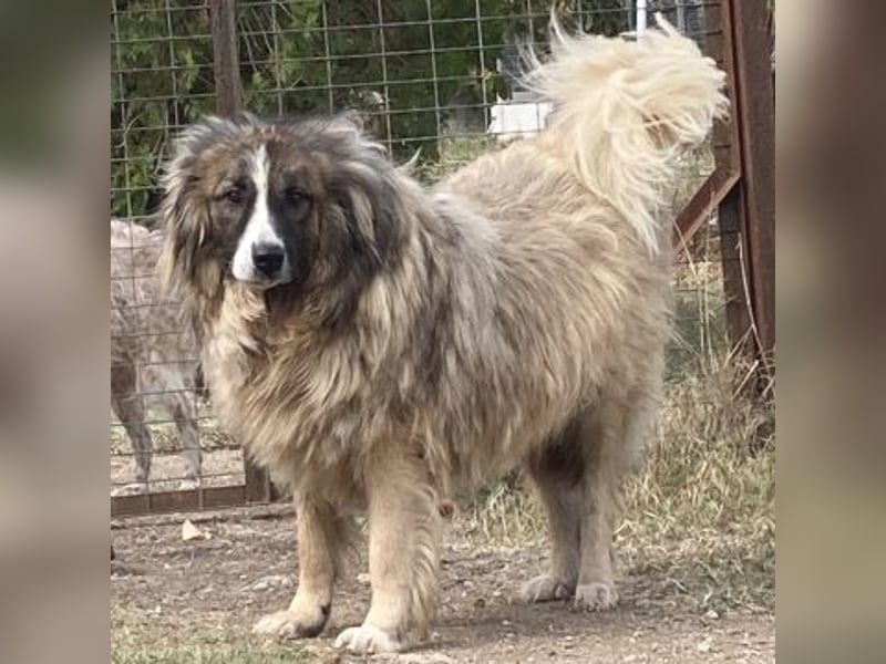 Panagos sucht Zuhause mit Arbeitsauftrag