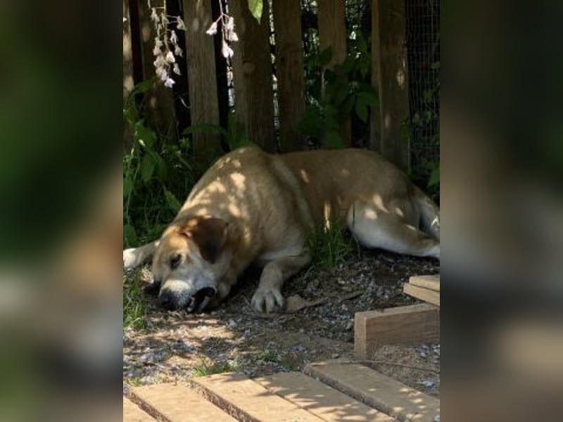 Freundlicher Kleon sucht einen warmen Seniorenplatz