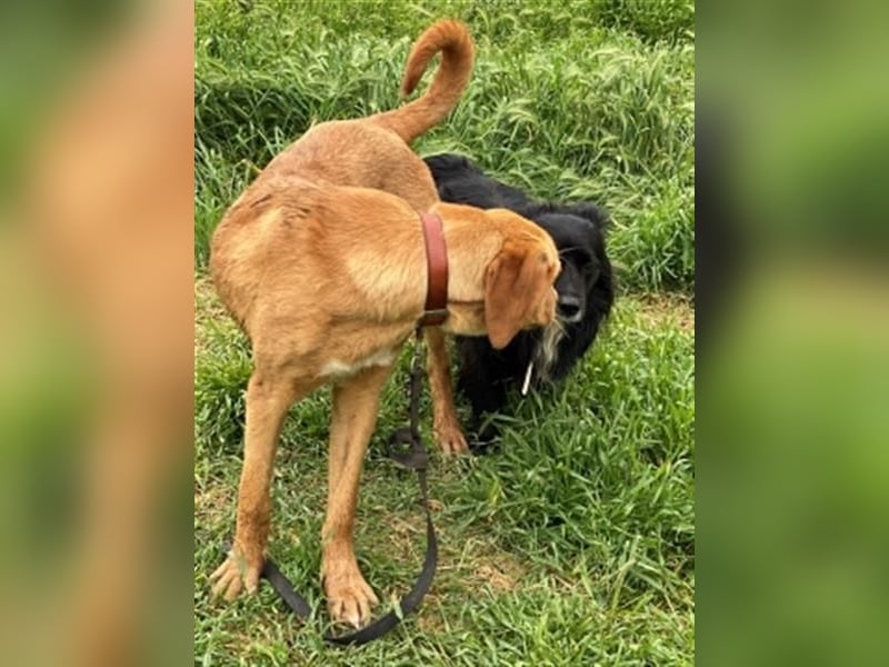 Herzensbrecher Loki sucht Familienanschluss