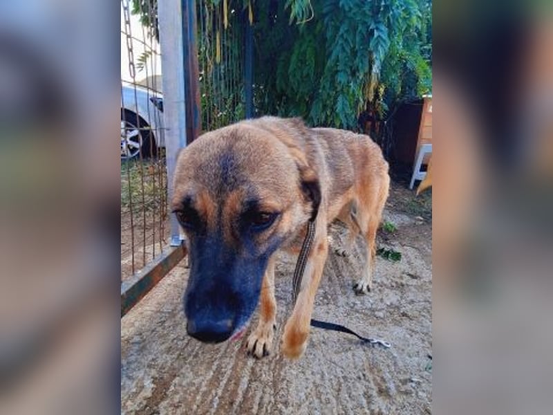 Freundliche Kyra sucht ihr Glück