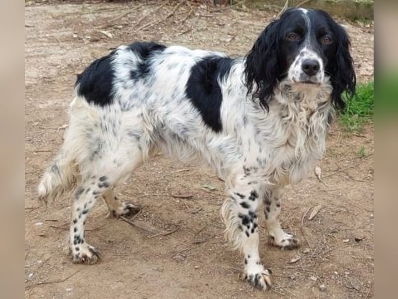 Serafina- schmusige Setter-Mix-Hündin liebt Mensch und Tier