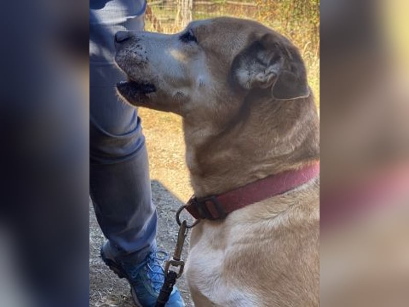 Nala - liebe sanfte Hündin