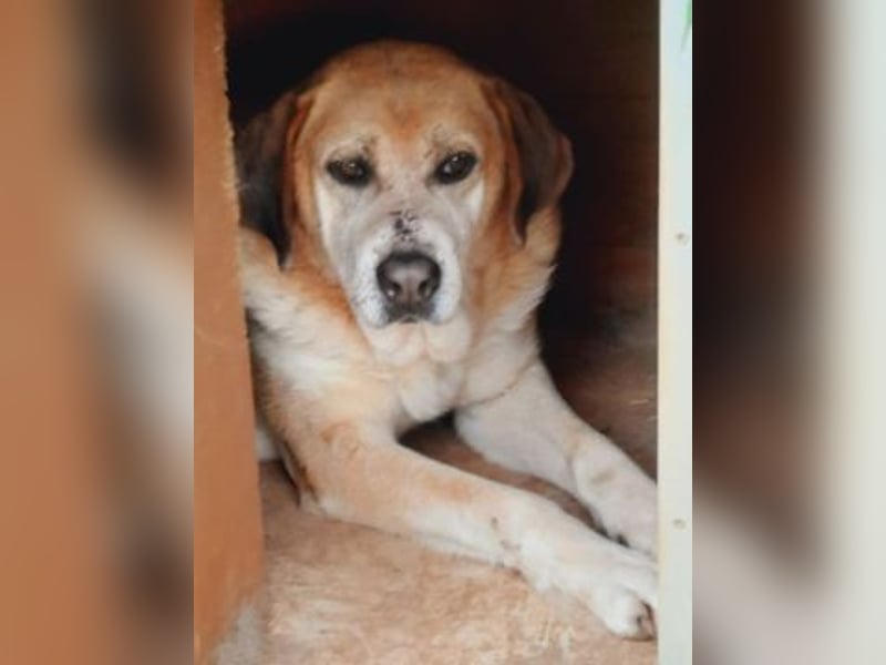 Freundlicher Kleon sucht einen warmen Seniorenplatz