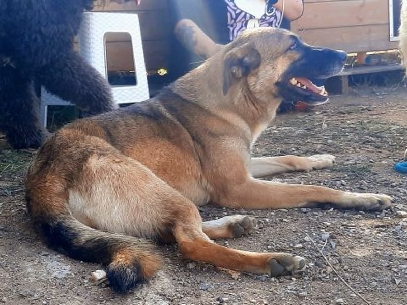 Freundliche Kyra sucht ihr Glück