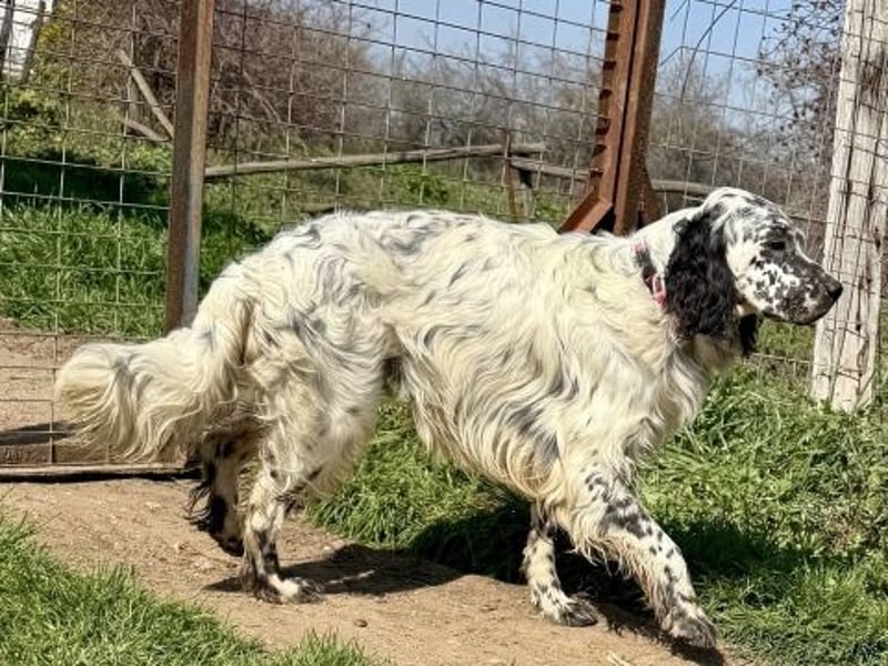 Matteo - feiner junger Setter-Mix