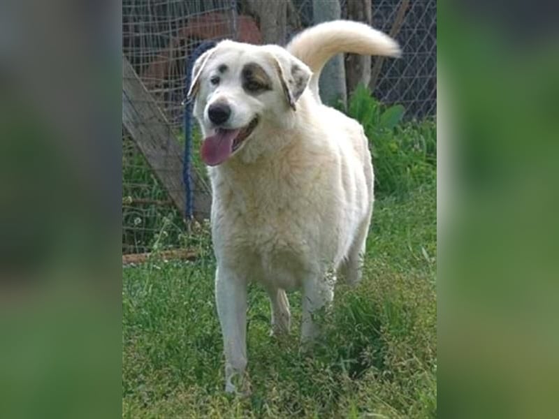 Aroma - eine sanfte Seele wartet auf ihr Glück