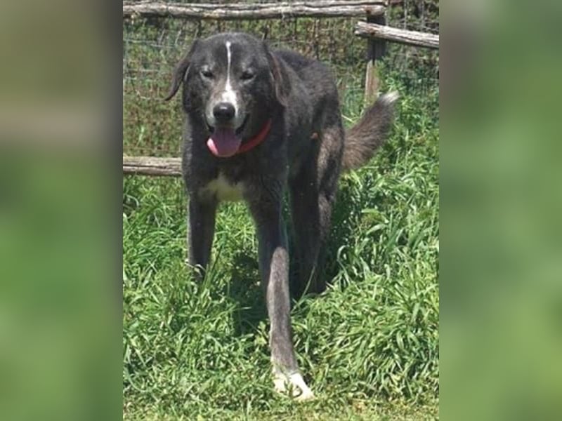 Vital - eine sanfte Seele wartet auf sein Glück