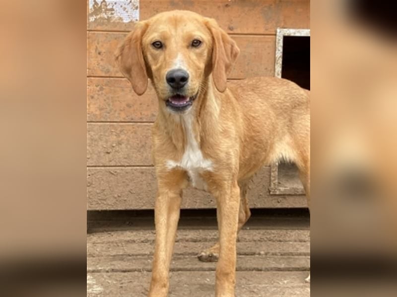 Herzensbrecher Loki sucht Familienanschluss